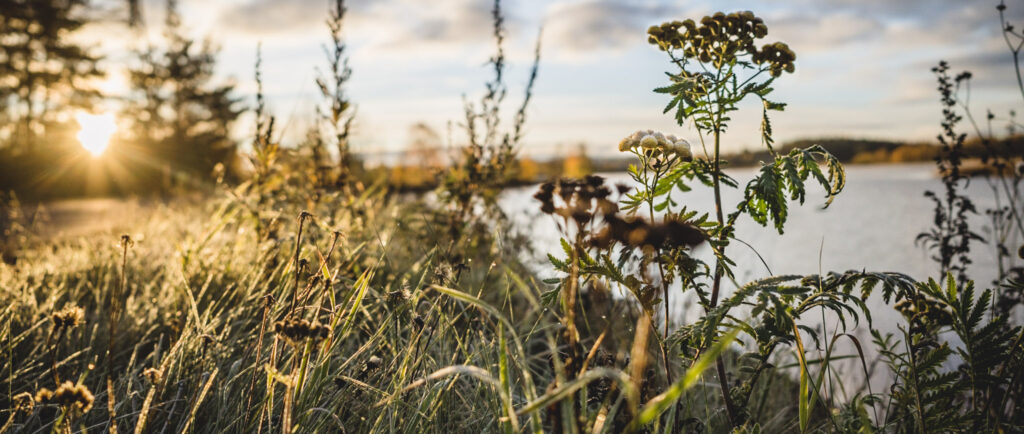 Lähikuva huurteessa olevista kasveista, jonka taustalla on järvimaisema.