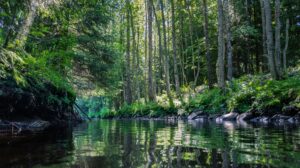 Suomalaista luontoa. Kuva: Juho Luomala / Unsplash.